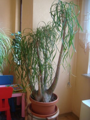 elefuß 001.JPG