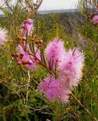 melaleuca_radula.jpg