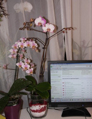 Phalaenopsis Hybride weiss-lila - 13.02.2010 - 2.jpg