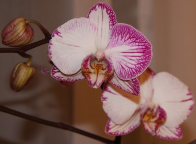 Phalaenopsis Hybride weiss-lila - 13.02.2010 - 1.jpg