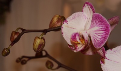 Phalaenopsis Hybride weiss-lila - 13.02.2010 - 3.jpg