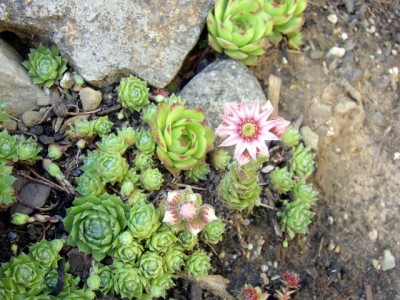 Echte Hauswurzblüte - Sempervivum tectorum 18.06.07.JPG