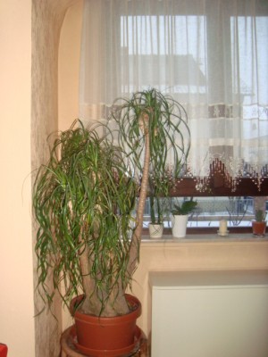 elefuß 003.JPG