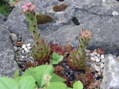 Echte Hauswurz - Sempervivum tectorum..JPG