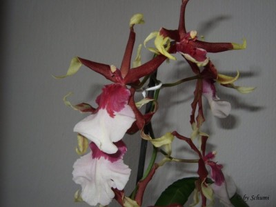 Odontonia Bakerara Samurai.jpg