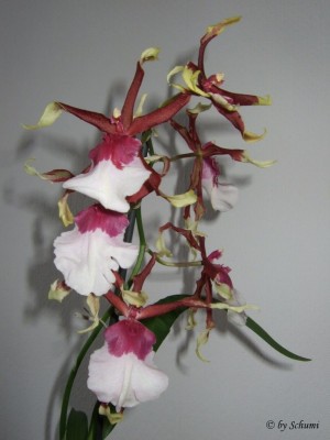 Odontonia Bakerara .jpg