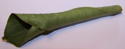 Zitronenblätter 006.JPG