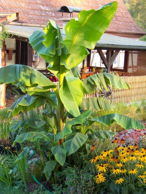 Banane_2_190909 - Kopie.jpg