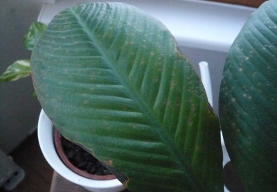 Blatt mit trockenem Rand.jpg