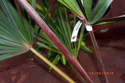 IMGP0209.jpg