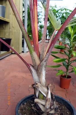 IMGP0200.jpg