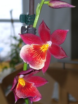 Burrageara Nelly Isler 15.02.10 (1).JPG