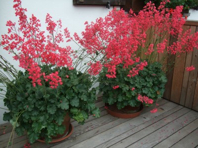 SommerB09.jpg