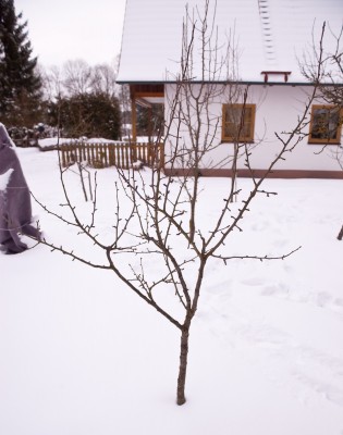birne2.JPG