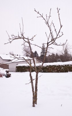 birne.JPG