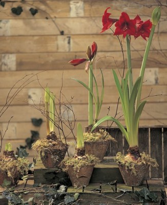 1969-Amaryllis-Pflege-Zwiebeln.jpg