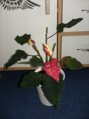 weihnachtstern1.jpg
