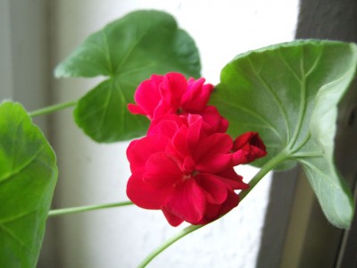 DSCF0597.JPG