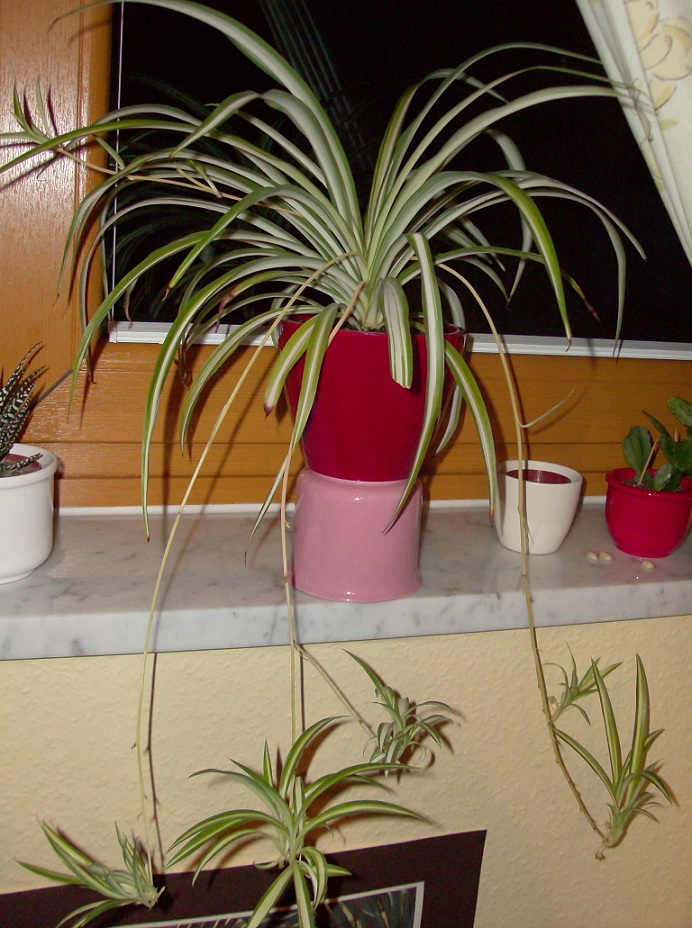 Grnlilie hat braune Bltter  Pflanzenkrankheiten & Schdlinge  GREEN24  Pflanzen & Garten Forum