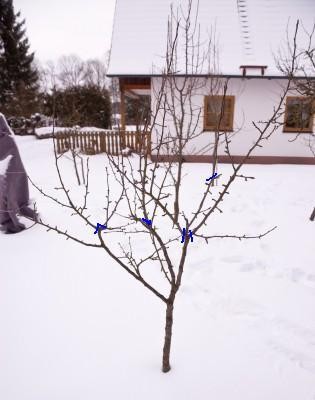 birne2_660.jpg