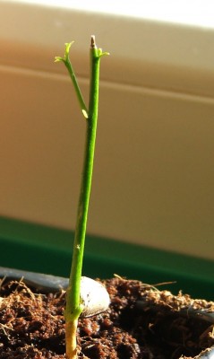 Poncirus trifoliata.17.02.10 mit Seitentrieb.jpg