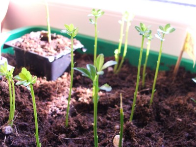 Poncirus trifoliata.17.02.10.jpg