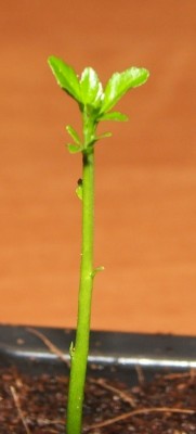 Poncirus trifoliata 06.01.10 a.jpg