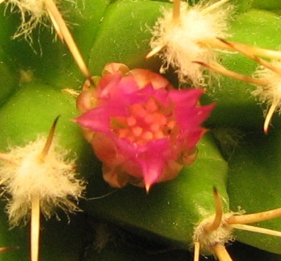 Neue Kakteenblüte 4.jpg