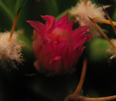 Neue Kakteenblüte.jpg