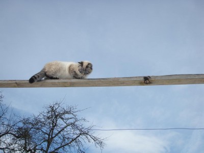 Silvio turnt zwei.JPG