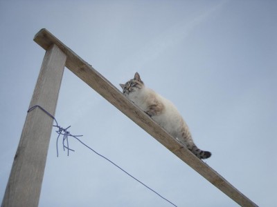 Silvio turnt drei.JPG