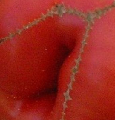 SANY0163.JPG