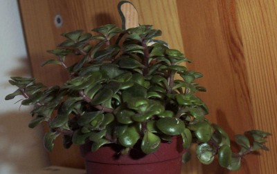 Pflanzen 2010-02-18 004.jpg