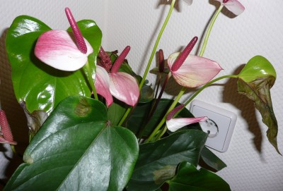 P1050074.JPG
