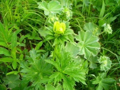 Blume #2.jpg