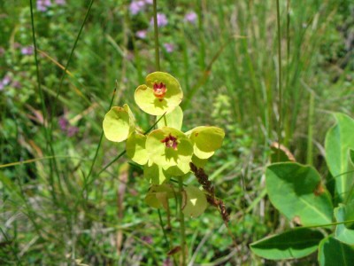 Blume #1.jpg