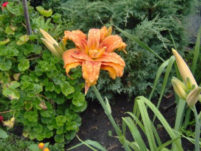 Lilie eine orange.jpg