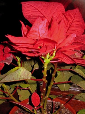 IMG_0685.JPG