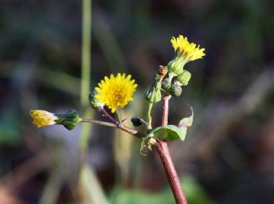 Blume #1a.jpg
