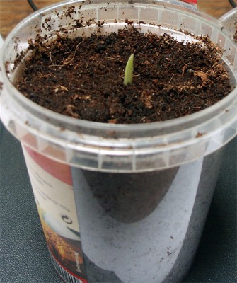 ensete1.jpg