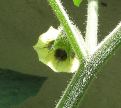 Physalisblüte 2.jpg