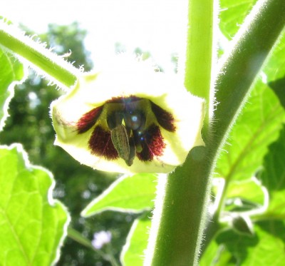 Physalisblüte 1.jpg