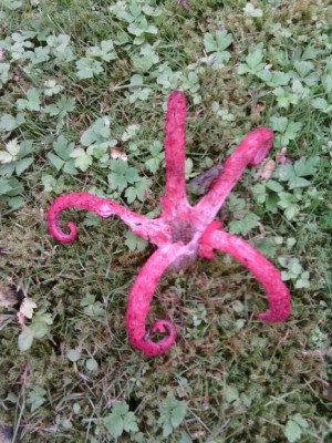 Patrik star.jpg