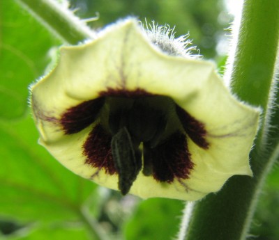 Physalisblüte 3.jpg