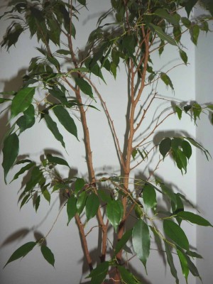 P1010466.JPG