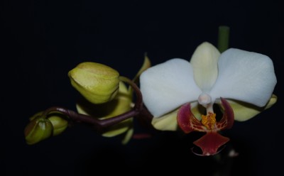 Phalenopsis_2.jpg