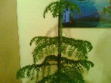 Snapshot_20100220.jpg
