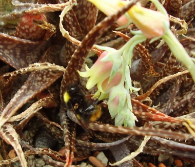 Echeveria + Hummel.JPG