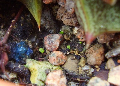 Echeveria purpusorum x leucotricha.JPG