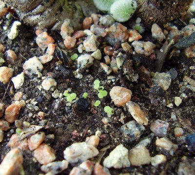 Echeveria leucotricha x purpusorum.JPG
